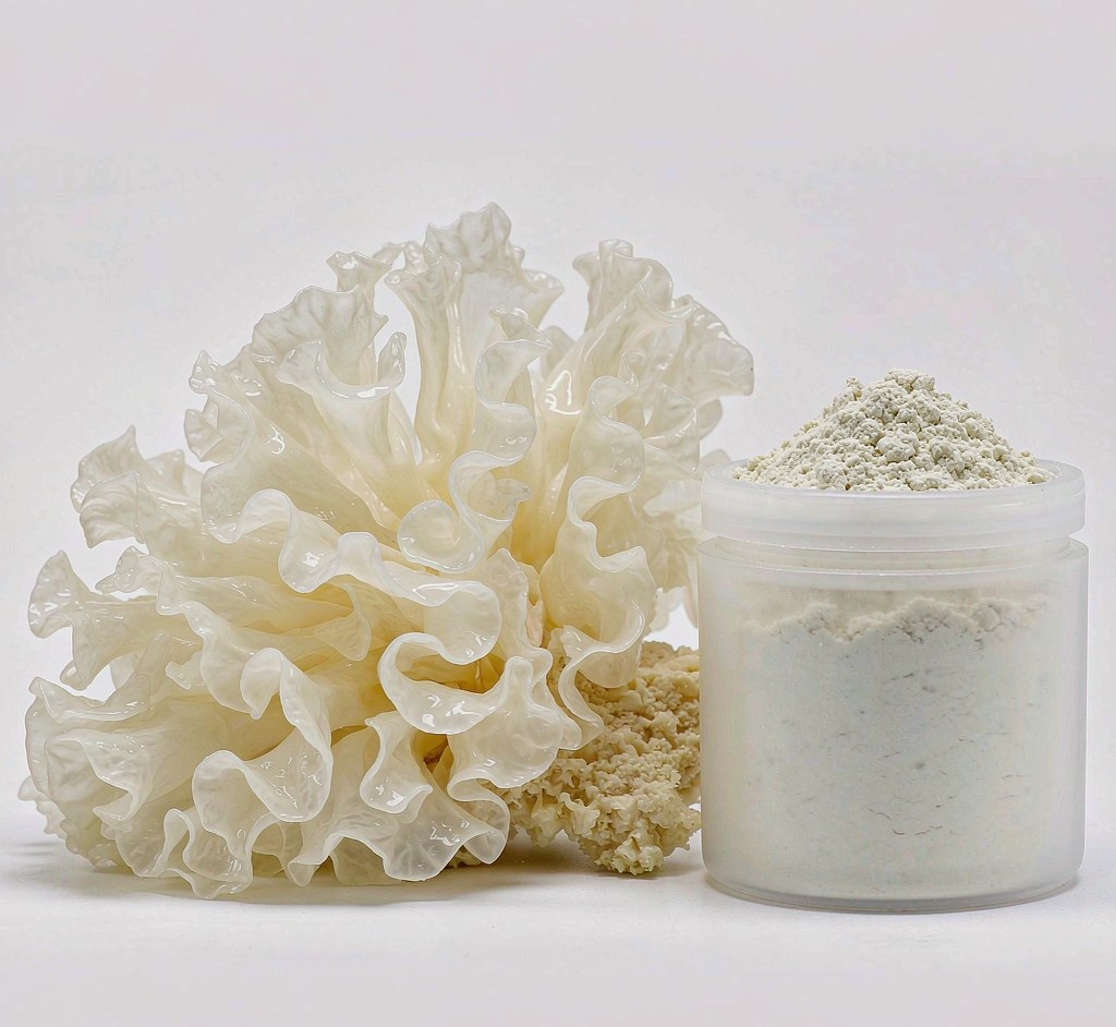 Fresh Tremella fuciformis snow mushroom with extract powder jar - VeraVitabio